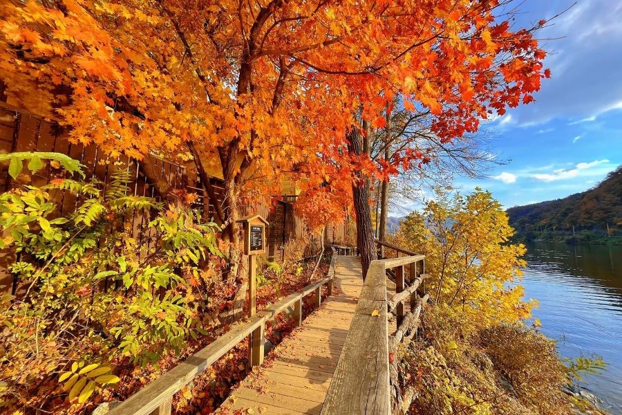 Các hàng cây chuyển sang màu áo màu đỏ, màu vàng