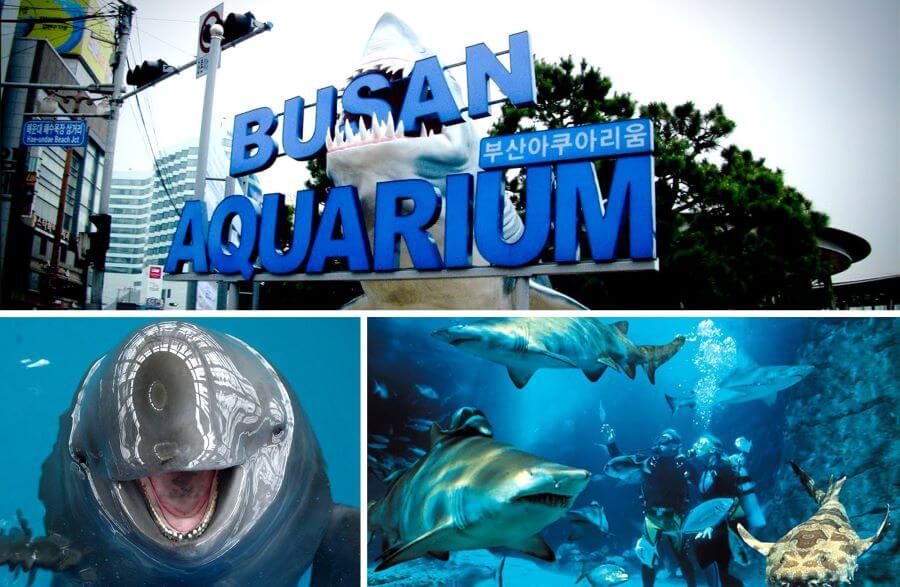 Viện hải dương Busan Aquarium - Một thế giới đại dương thu nhỏ tại Hàn Quốc