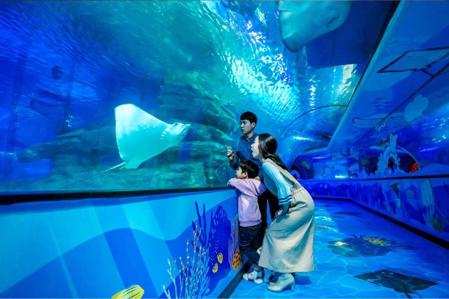 Đường hầm xuyên qua đại dương tại Viện hải dương Busan Aquarium là một trải nghiệm không thể bỏ qua khi đi du lịch Busan