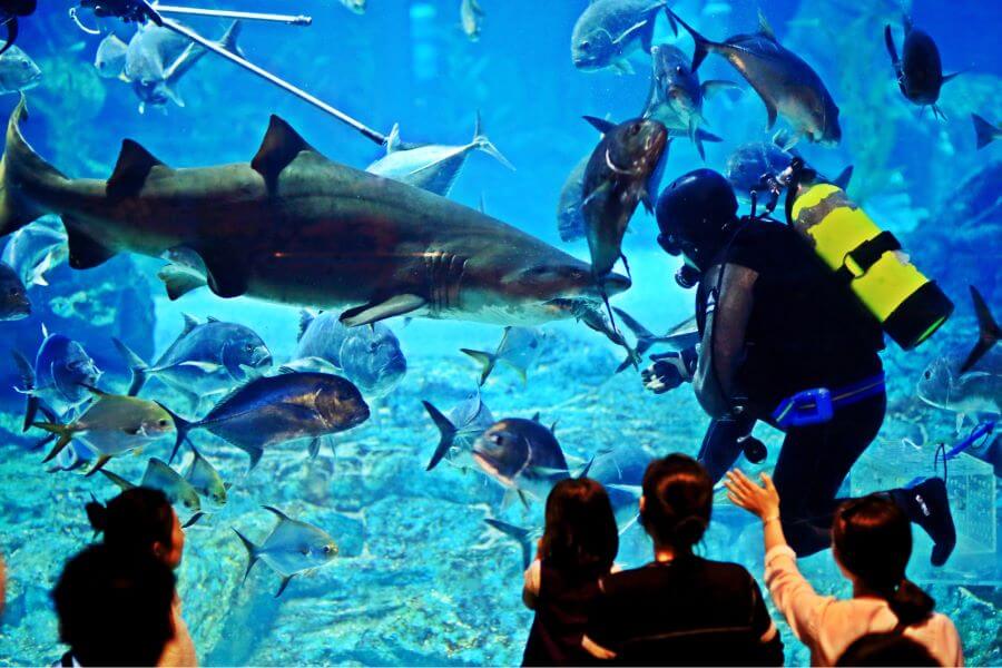 Các chương trình biểu diễn và cho ăn tại Viện hải dương Busan Aquarium chắc chắn sẽ khiến bạn thích thú