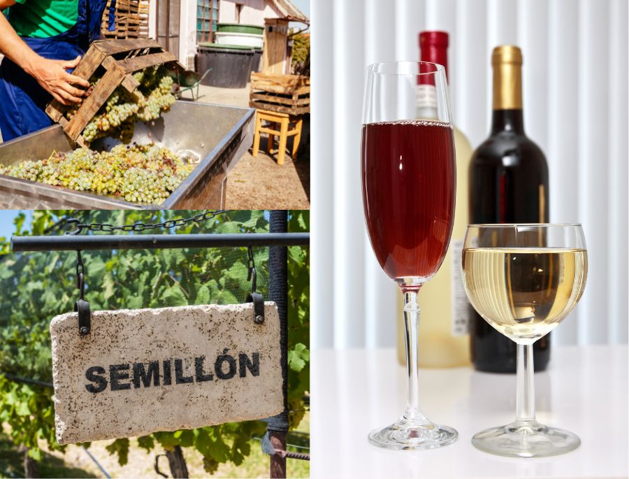 Rượu vang Semillon có khả năng chống lão hóa đỉnh cao