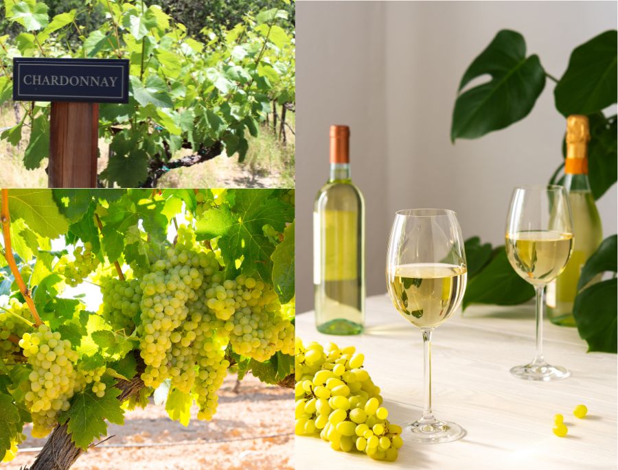 Chardonnay của New South Wales là một loại rượu vang trắng có kiểu dáng thanh lịch