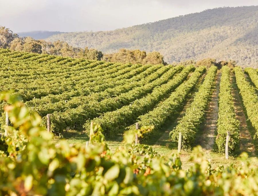 Bang Victoria có không khí ôn hòa, thích hợp cho việc trồng các loại nho