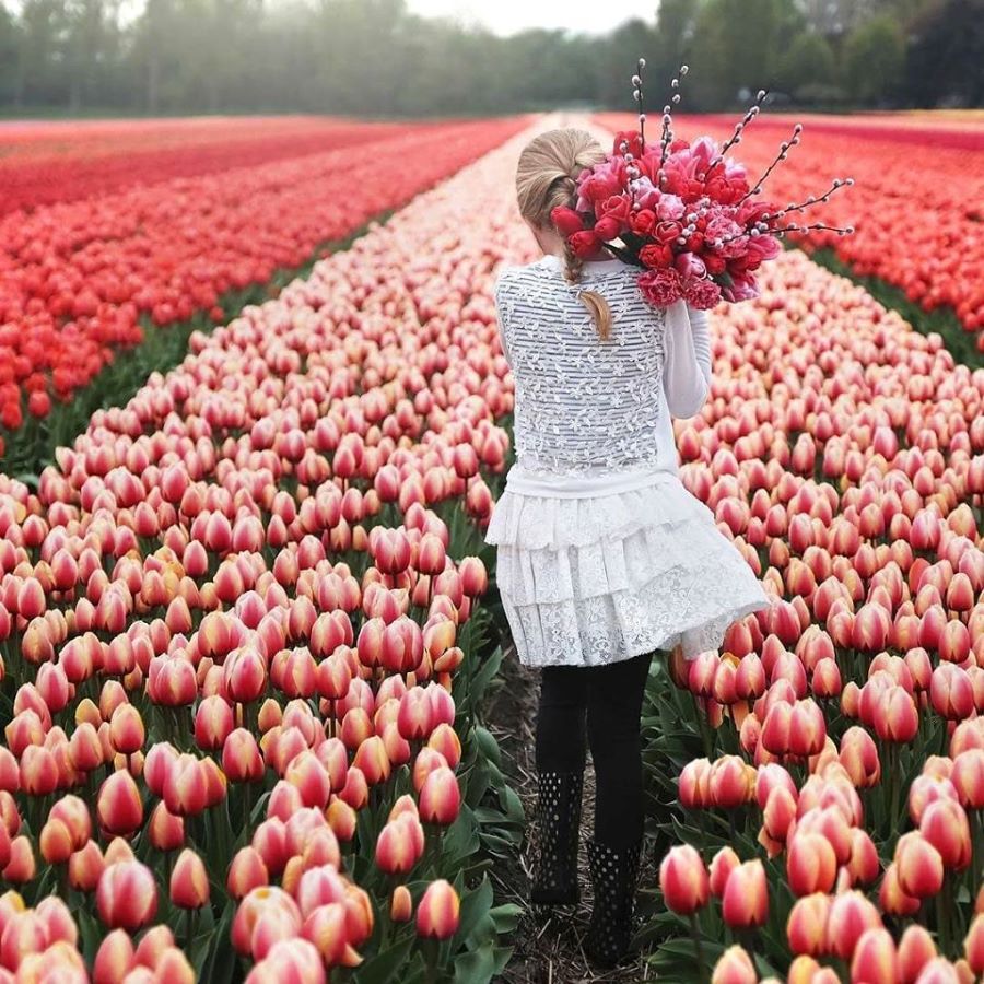 Đôi nét về vườn hoa Keukenhof Hà Lan