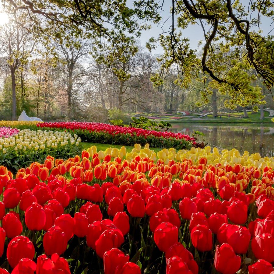 Nằm tại thị trấn Lisse, phía nam thủ đô Amsterdam, Keukenhof hay còn được gọi là Vườn Châu Âu
