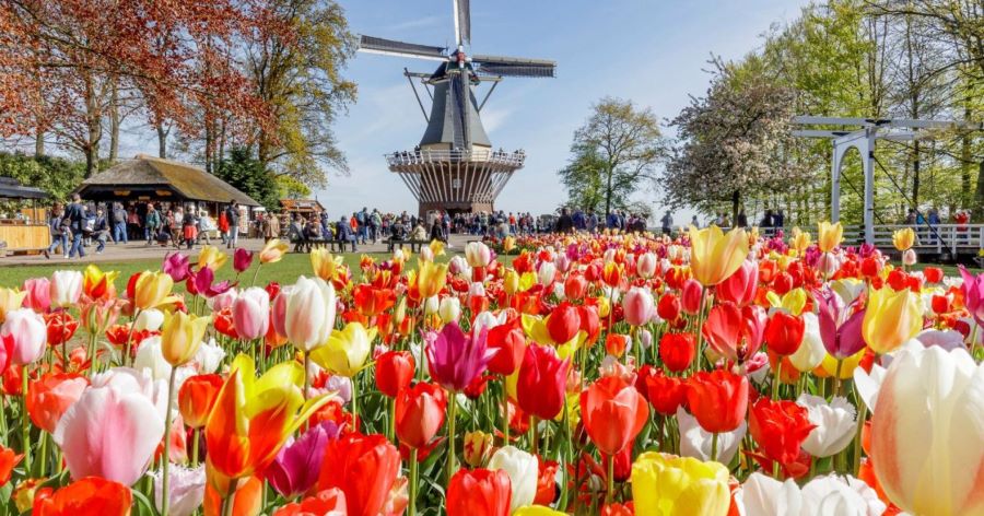Vườn hoa Keukenhof ở Hà Lan gần các thành phố lớn tại Hà Lan