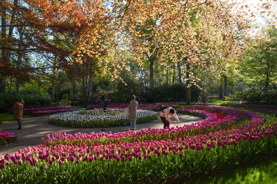 Cánh đồng hoa Tulip Keukenhof Molen là nơi tuyệt vời để chiêm ngưỡng những bông hoa xinh đẹp