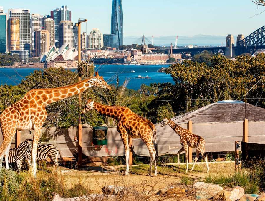 Khung cảnh tuyệt đẹp chỉ có tại vườn thú Taronga