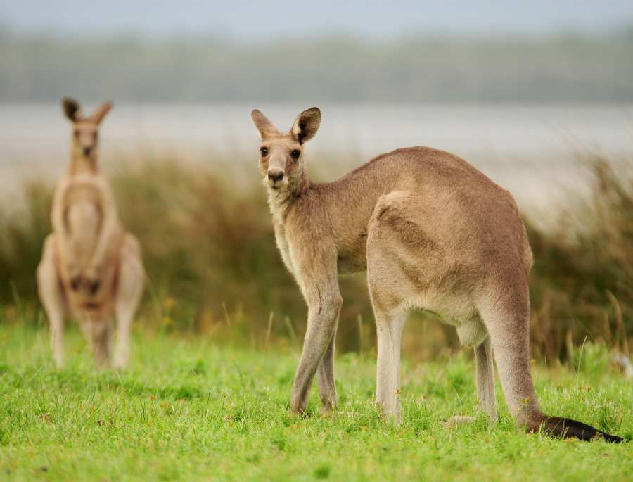 Tại vườn thú có rất nhiều các loài Kangaroo khác nhau