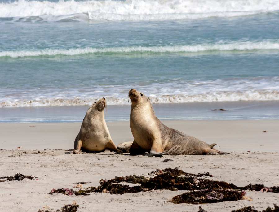 Sư tử biển nổi bật với bộ lông màu xám bạc đặc trưng và đôi mắt to tròn