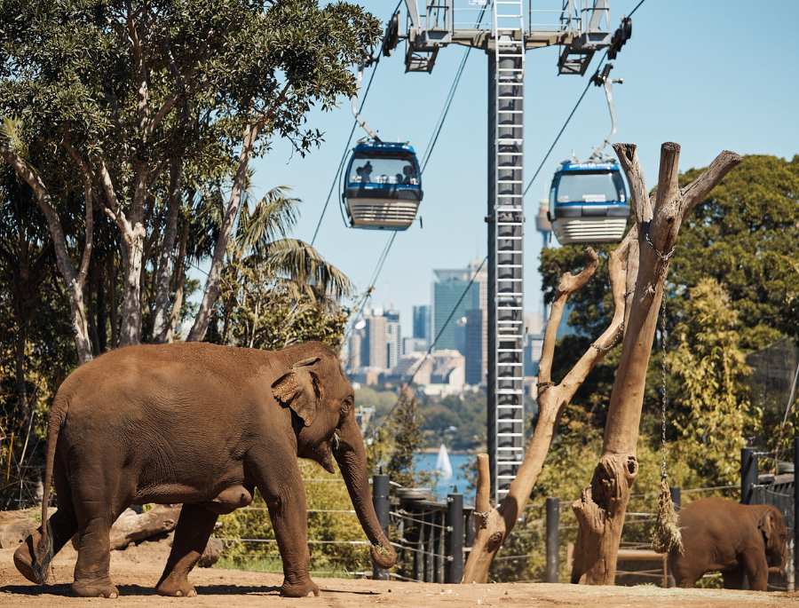 Vườn thú Taronga có rất nhiều các trải nghiệm hấp dẫn thu hút khách du lịch