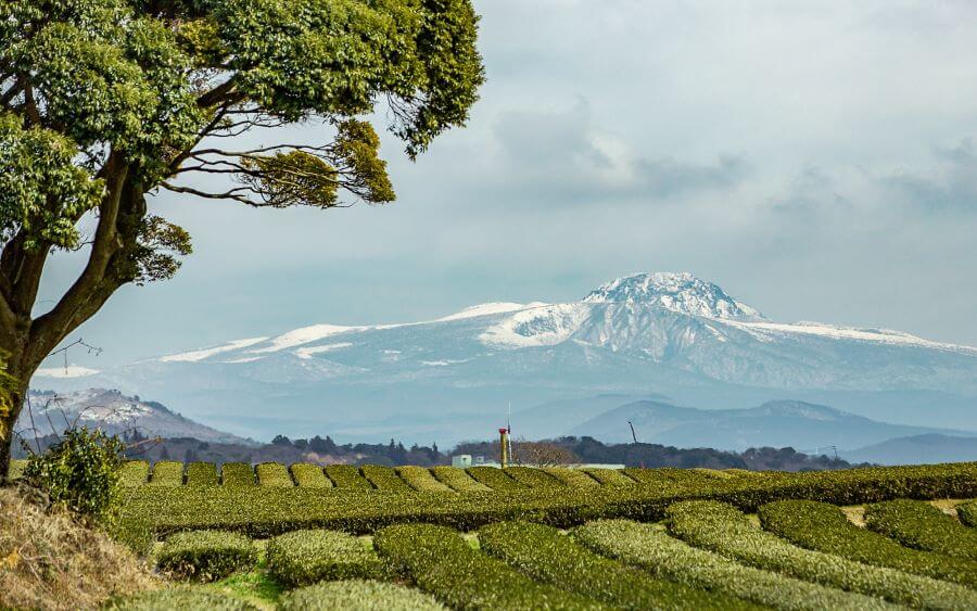  Với những cánh đồng trà xanh trải dài bất tận, O'Sulloc là một điểm đến sống ảo lý tưởng mà bạn không nên bỏ qua khi đi du lịch Jeju
