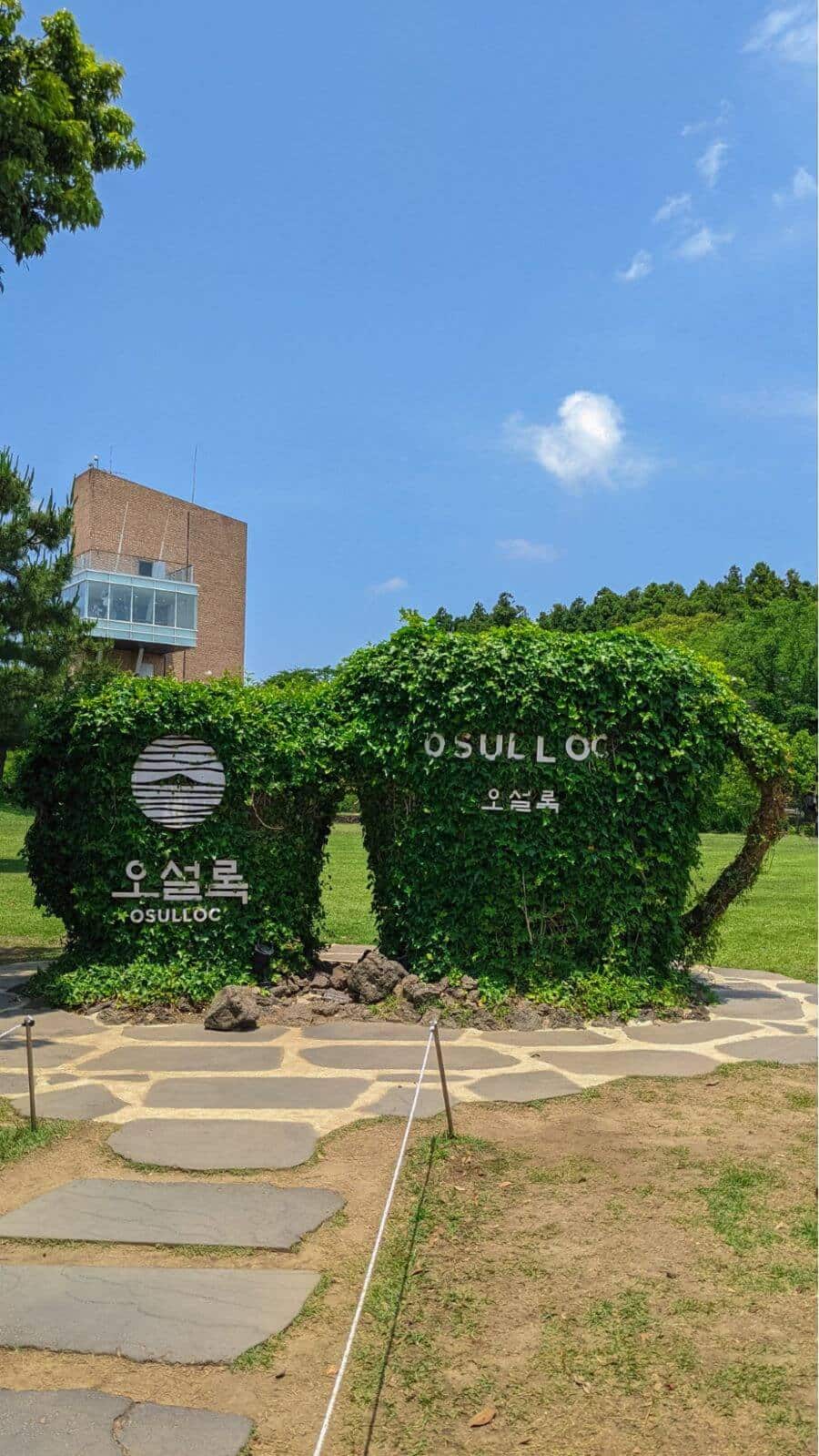 Vườn trà O'Sulloc là một địa điểm du lịch Hàn Quốc nổi tiếng trên đảo Jeju