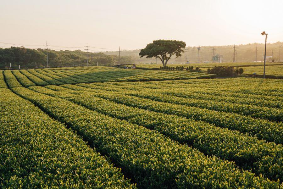 Vườn trà O'Sulloc là một địa điểm tuyệt vời để khám phá vẻ đẹp thiên nhiên của đảo Jeju