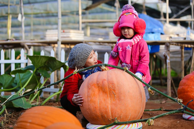 vườn bí ngô khổng lồ ở đà lạt-min