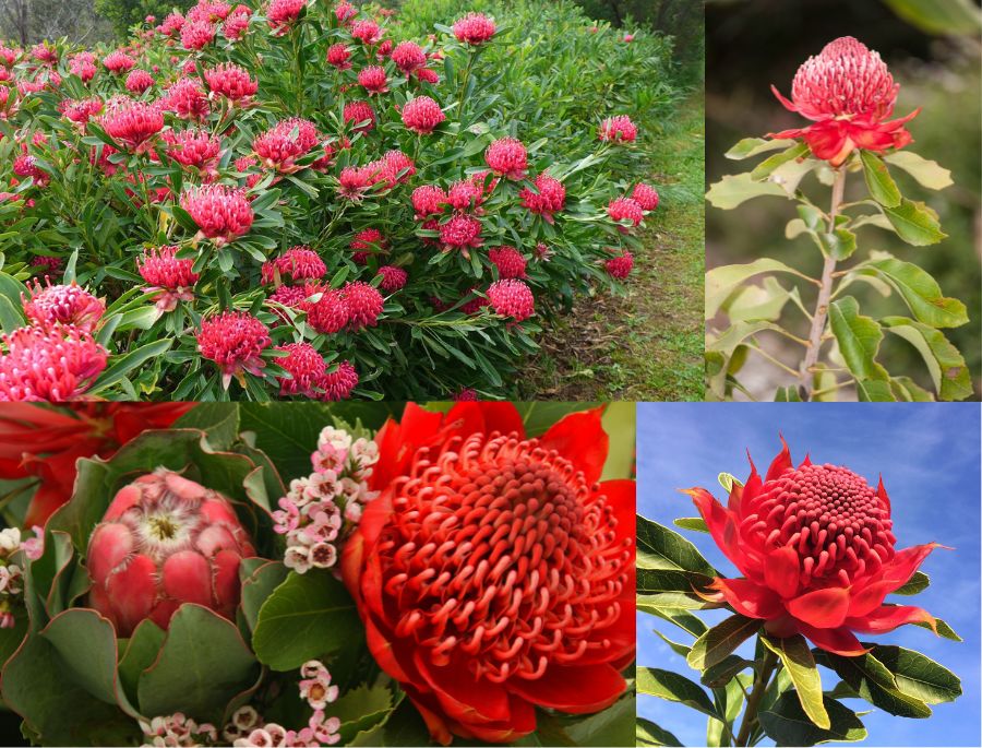Hoa Waratah với sắc đỏ rực rỡ được công nhận là loài hoa biểu tượng của bang New South Wales