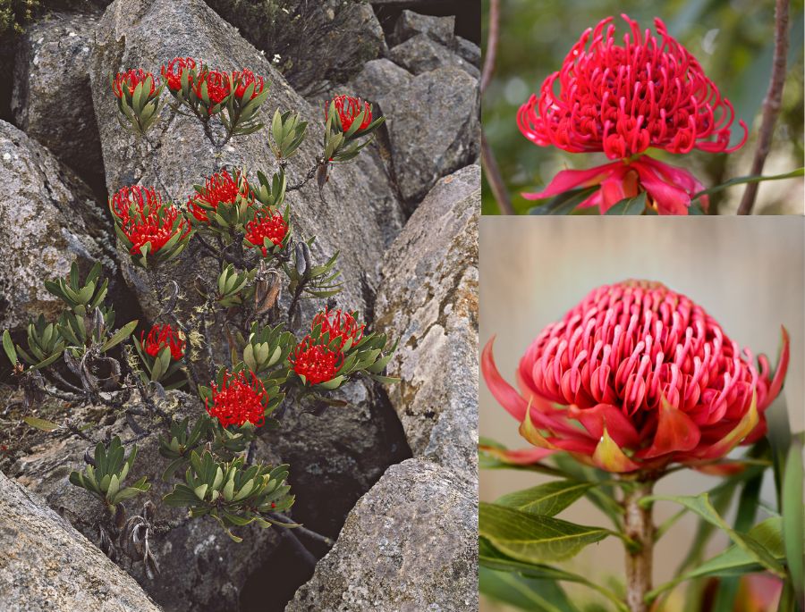 Hoa Waratah là loài hoa chỉ mọc duy nhất tại bang New South Wales.