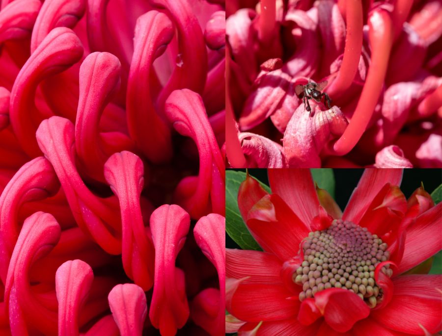 Cận cảnh phần cánh của Hoa Waratah