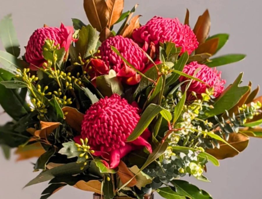 Hoa Waratah có màu đỏ rực rỡ nên thường được sử dụng để trang trí trong các dịp lễ hội, sự kiện