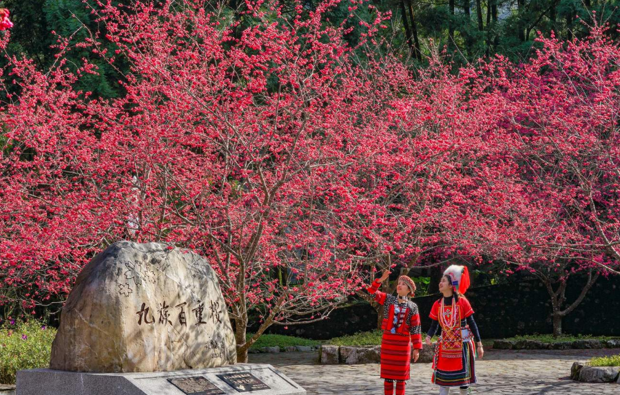 Bức tranh ngày xuân ngập trong màu sắc rực rỡ của những rừng hoa nở rộ tại Làng văn hoá Cửu Tộc
