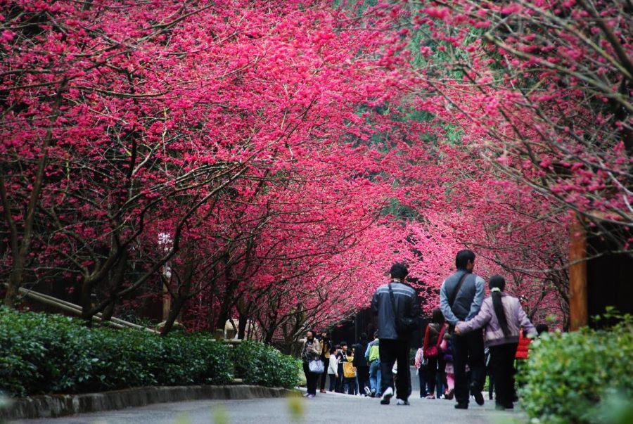 Hồ Nhật Nguyệt được biết đến là điểm đến hàng đầu để ngắm nhìn vẻ đẹp của hoa anh đào ở Đài Loan