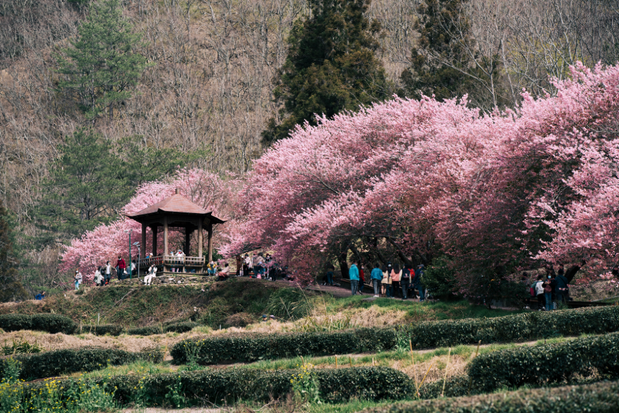Vườn Bách Thảo Renshan - tọa độ ngắm hoa anh đào tuyệt đẹp tại Đài Loan du khách không nên bỏ qua 