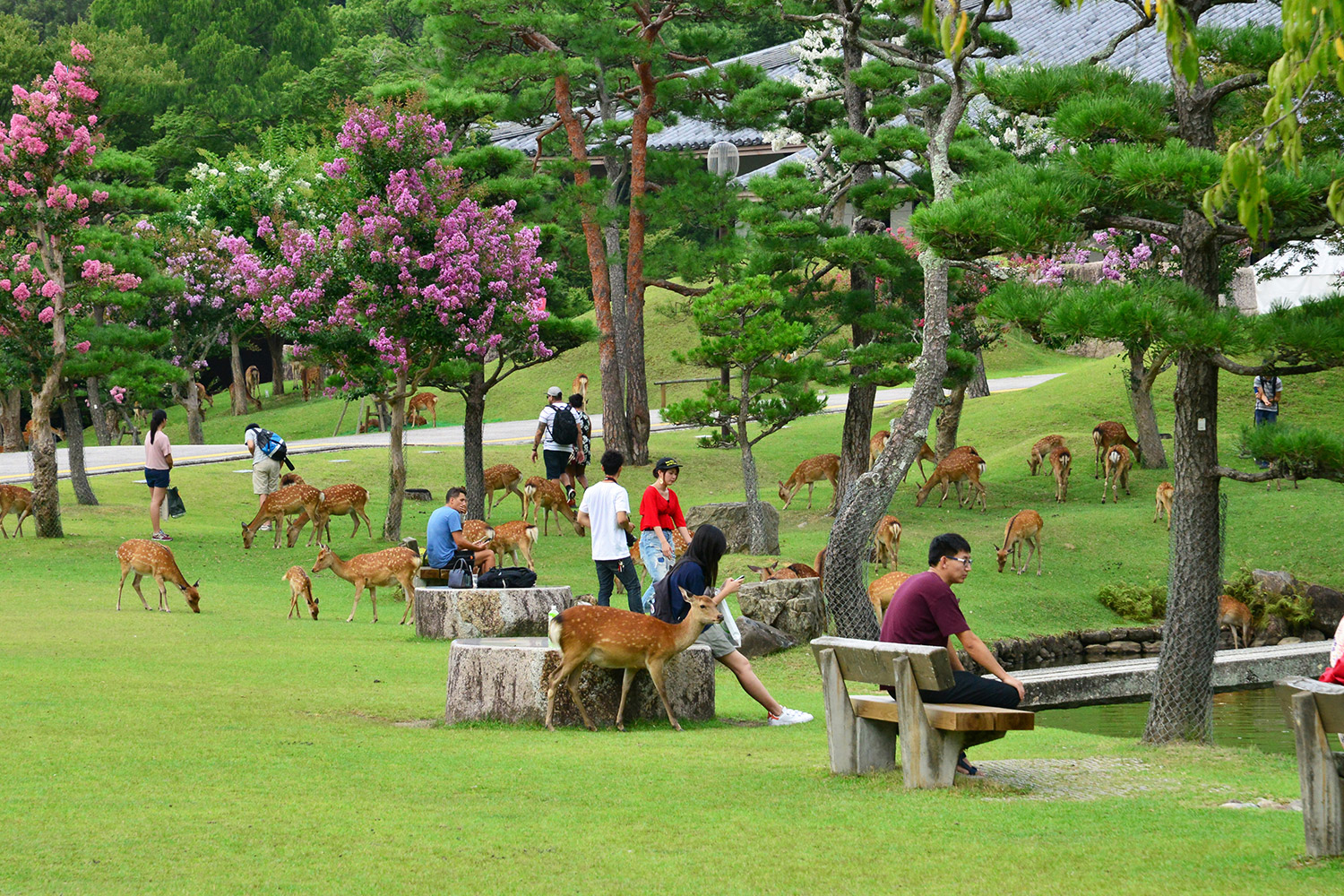 Khám phá xứ sở của loài "nai thần" linh thiêng ở Nhật Bản