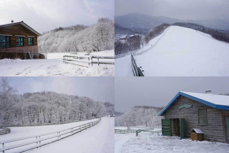 Vào mùa đông, khi những bông tuyết đầu mùa rơi xuống, Đồi cừu Daegwallyeong trở thành một bức tranh thiên nhiên tuyệt đẹp
