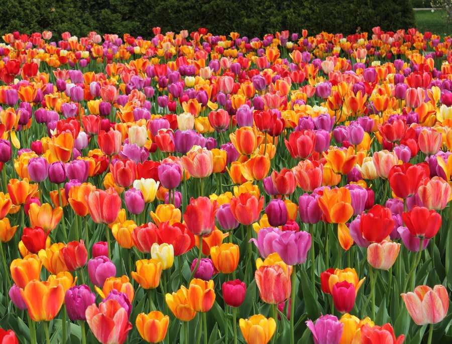 Những khu vườn tulip nở rộ khoe sắc thắm