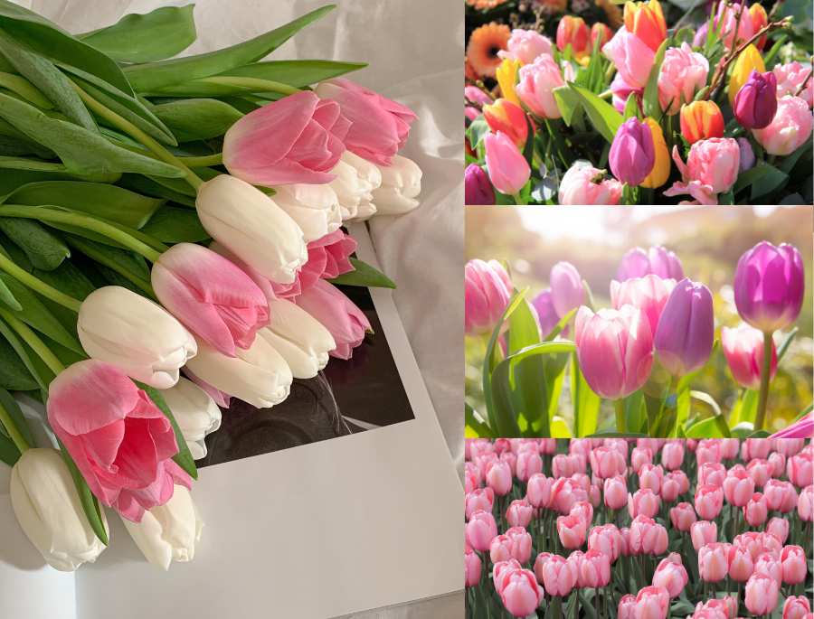 Cận cảnh các cánh hoa tulip mềm mại, xếp chồng lên nhau