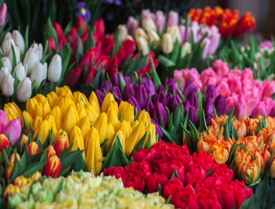 Một số các màu sắc đặc trưng của các loài hoa Tulip
