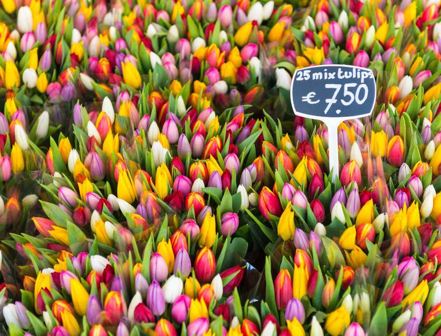 Mỗi một màu hoa tulip sẽ mang 1 biểu tượng khác nhau