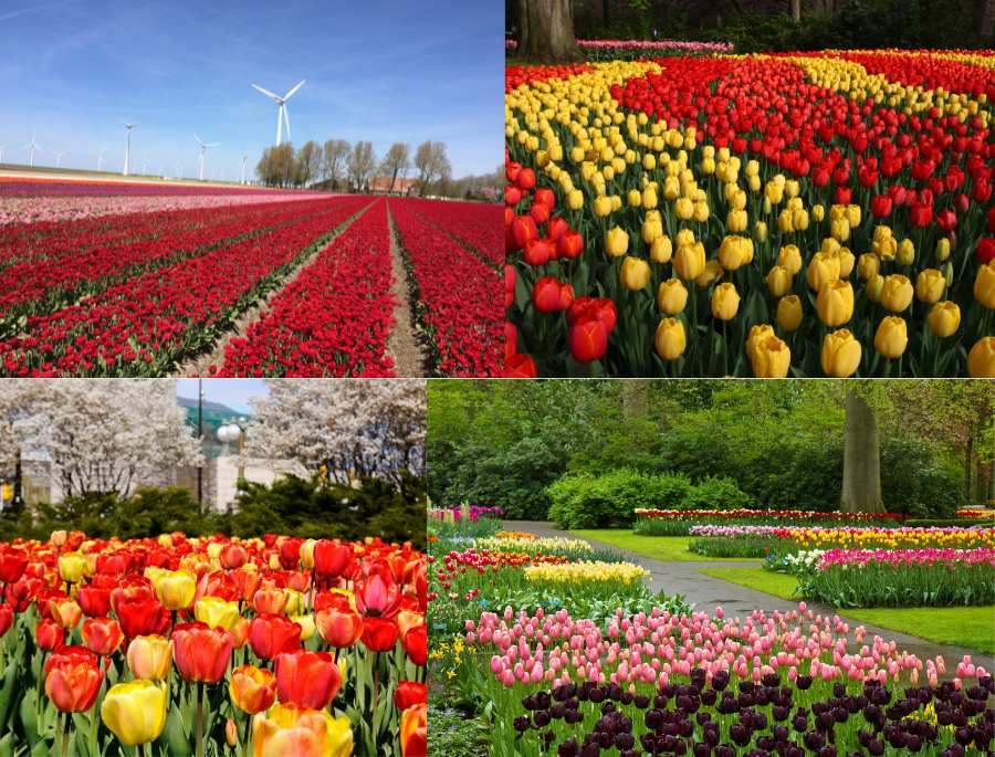 Những cánh đồng hoa tulip trải dài tại Châu Âu