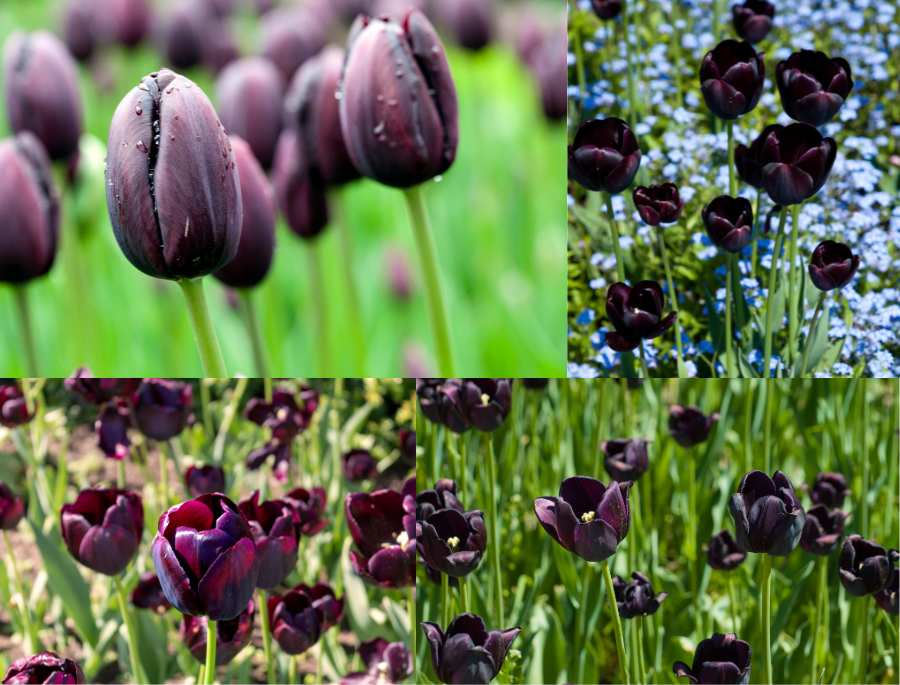 Hoa tulip đen - màu sắc đặc biệt mang ý nghĩa bí ẩn, kiêu sa