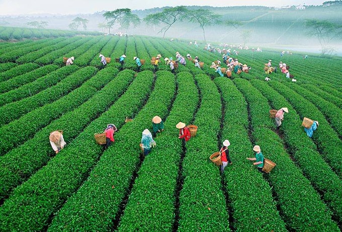 Đồi Chè Cầu Đất-min