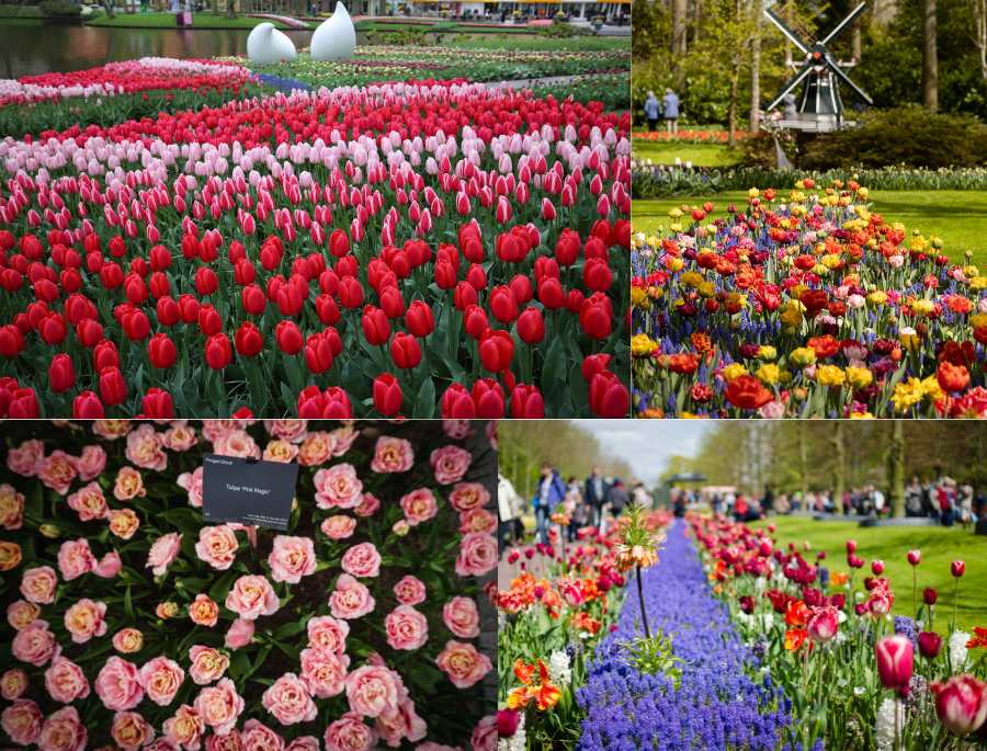 Lễ hội sở hữu hàng triệu bông hoa rực rỡ sắc màu