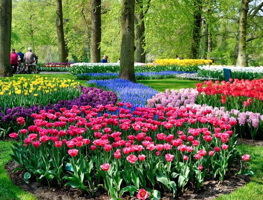 Lễ hội hoa Keukenhof là một trong những lễ hội lớn tại Châu Âu
