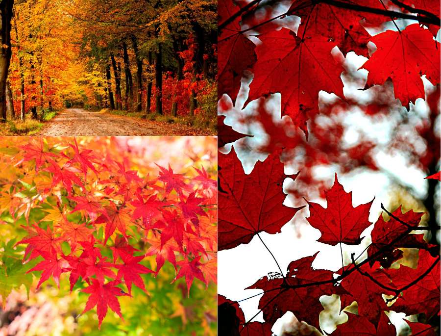 Lá phong sở hữu hình dáng đặc trưng và màu sắc rực rỡ mỗi khi mùa thu gõ cửa