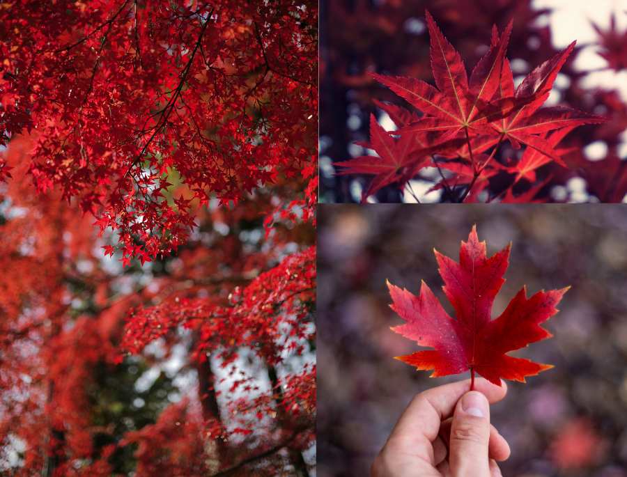 Lá phong không chỉ là một biểu tượng thẩm mỹ, mà còn mang ý nghĩa văn hóa sâu sắc