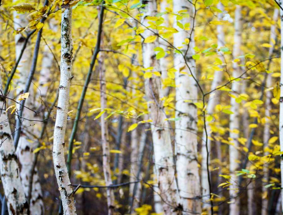 cây bạch dương vào mùa thu lại mang đến một vẻ đẹp thanh lịch, tinh tế