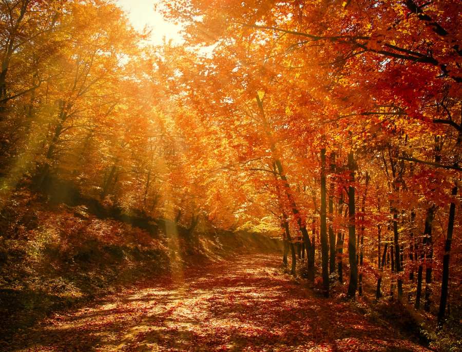 Hình ảnh thảm thực vật thay màu tại Núi Kosciuszko