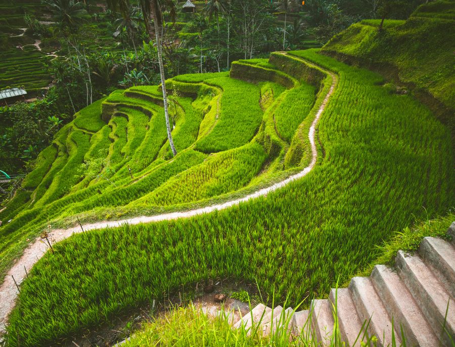 Ruộng bậc thang Tegalalang