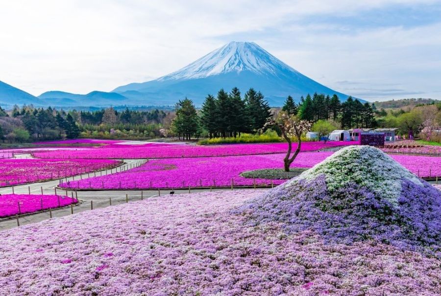 Lễ hội hoa Chi Anh Shibazakura