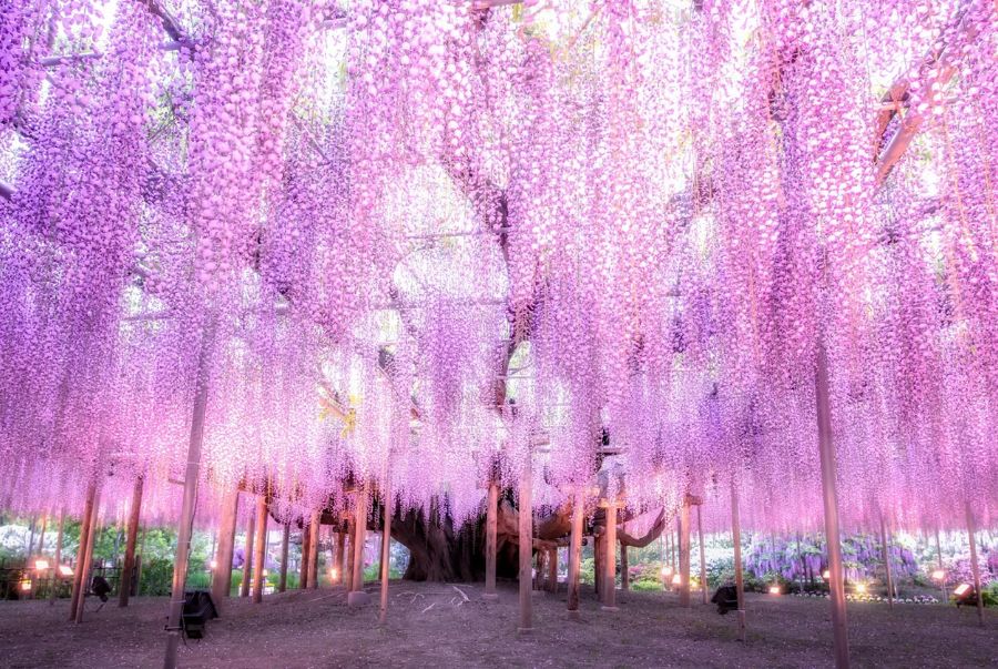 Lễ hội Hoa Tử Đằng tại Ashikaga 