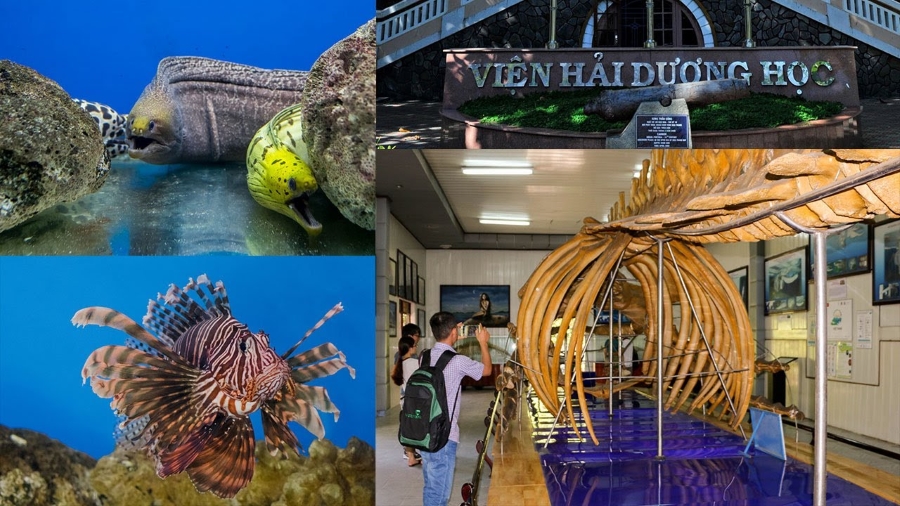 Viện Hải Dương Học - Đại dương thu nhỏ kỳ thú tại Nha Trang