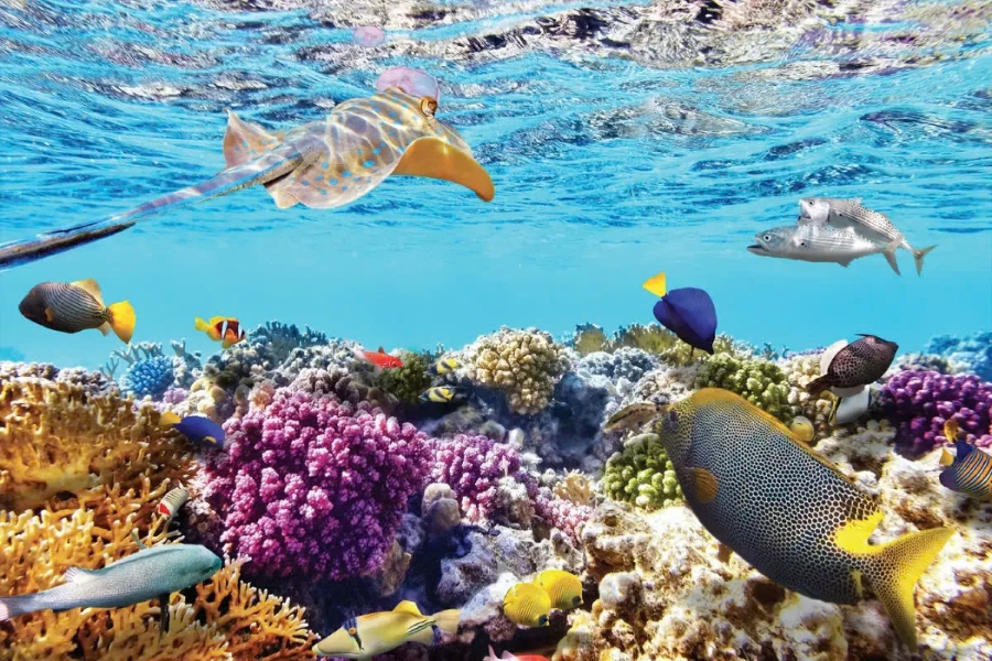 Vịnh San Hô - Hệ sinh thái biển hấp dẫn nhất Nha Trang